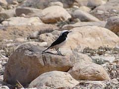 Oenanthe lugentoides