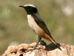 Oenanthe xanthoprymna