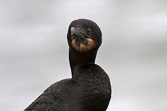 Phalacrocorax penicillatus