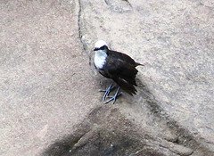 Cinclus leucocephalus