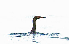 Phalacrocorax pelagicus