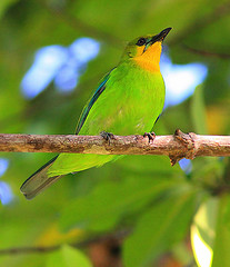 Chloropsis palawanensis