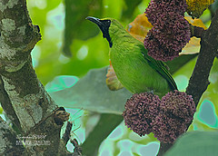 Chloropsis sonnerati