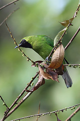 Chloropsis cyanopogon