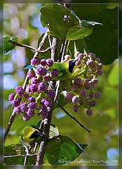 Chloropsis kinabaluensis