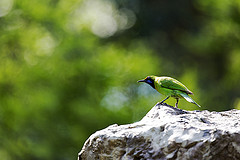 Chloropsis aurifrons