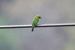 Chloropsis hardwickii