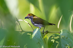 Prionochilus olivaceus