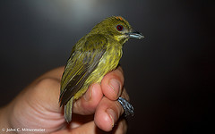 Prionochilus maculatus