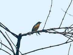 Prionochilus percussus