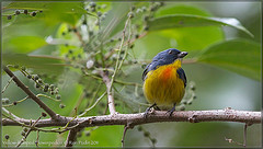 Prionochilus xanthopygius