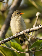Prionochilus thoracicus