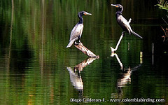 Phalacrocorax brasilianus