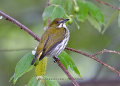 Dicaeum chrysorrheum