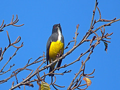 Dicaeum melanoxanthum