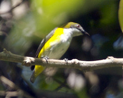 Dicaeum aureolimbatum