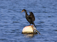 Phalacrocorax auritus