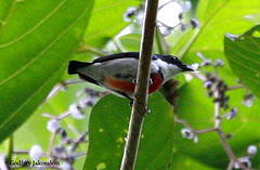 Dicaeum haematostictum