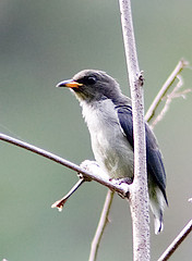 Dicaeum retrocinctum