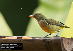 Dicaeum trigonostigma