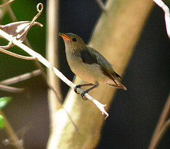 Dicaeum erythrorhynchos