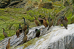 Phalacrocorax aristotelis