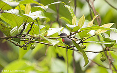 Dicaeum schistaceiceps