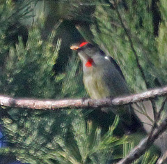 Dicaeum geelvinkianum