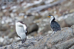 Phalacrocorax fuscescens