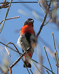 Dicaeum hirundinaceum