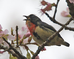 Dicaeum sanguinolentum