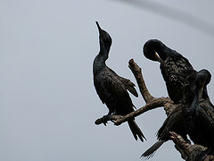 Phalacrocorax fuscicollis