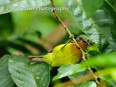 Chalcoparia singalensis