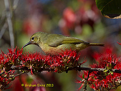 Anthreptes reichenowi