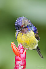 Anthreptes malacensis