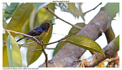 Anthreptes rhodolaemus