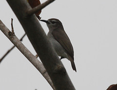 Anthreptes gabonicus