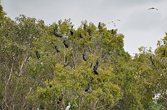 Phalacrocorax sulcirostris