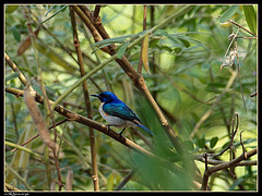 Anthreptes aurantius