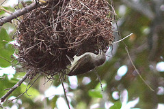 Anthreptes rectirostris