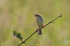 Anthreptes rubritorques