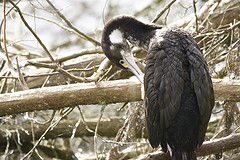 Phalacrocorax varius