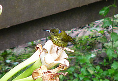 Hypogramma hypogrammicum