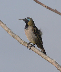 Anabathmis reichenbachii