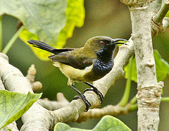 Anabathmis hartlaubii