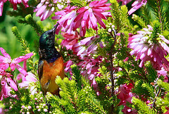 Anthobaphes violacea