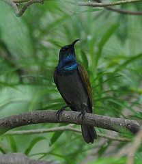 Cyanomitra verticalis