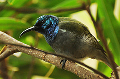 Cyanomitra bannermani