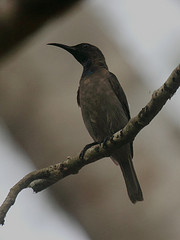 Cyanomitra cyanolaema