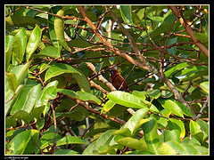 Chalcomitra fuliginosa